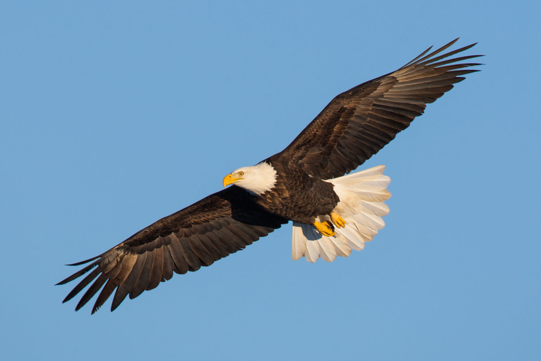 Bald eagle, Ft. Randall dam.  Click for next photo.