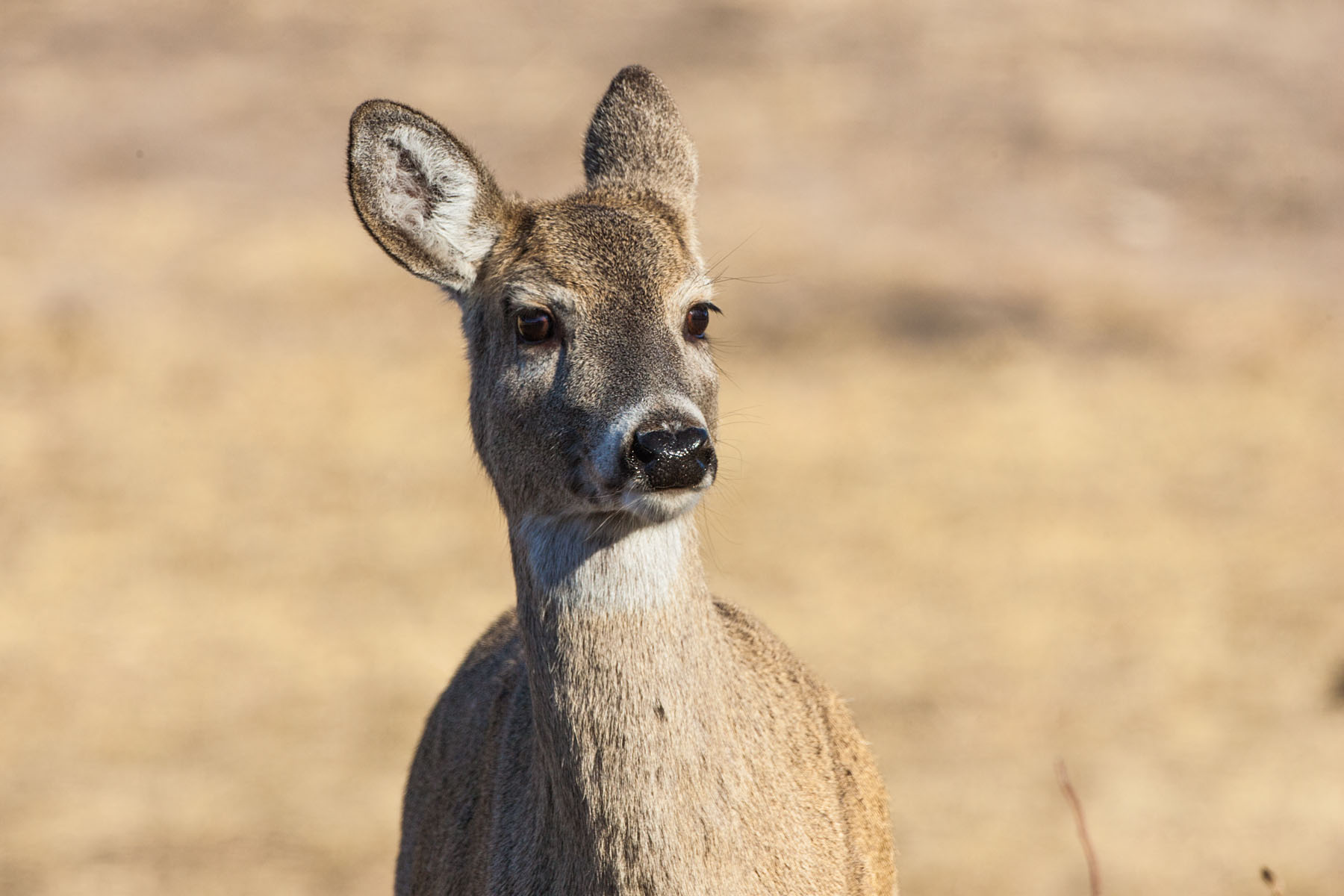 Deer, Custer State Park, South Dakota.  Click for next photo.