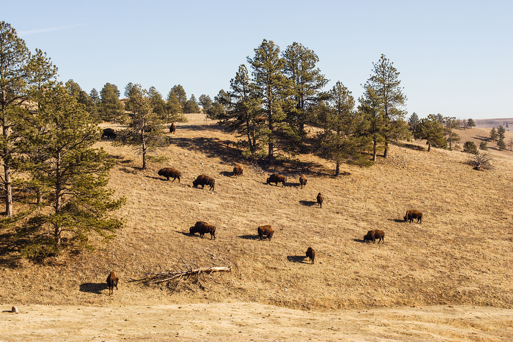 Bison, Custer State Park, South Dakota.  Click for next photo.