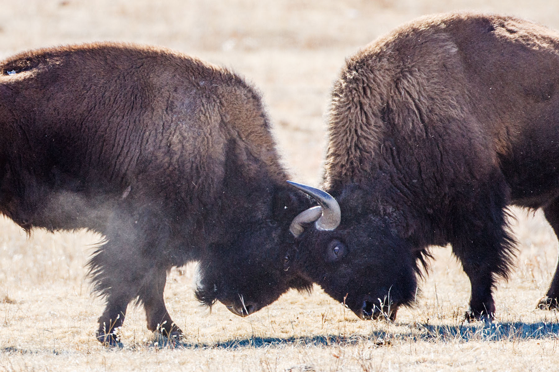 Bison jousting, Custer State Park, South Dakota.  Click for next photo.