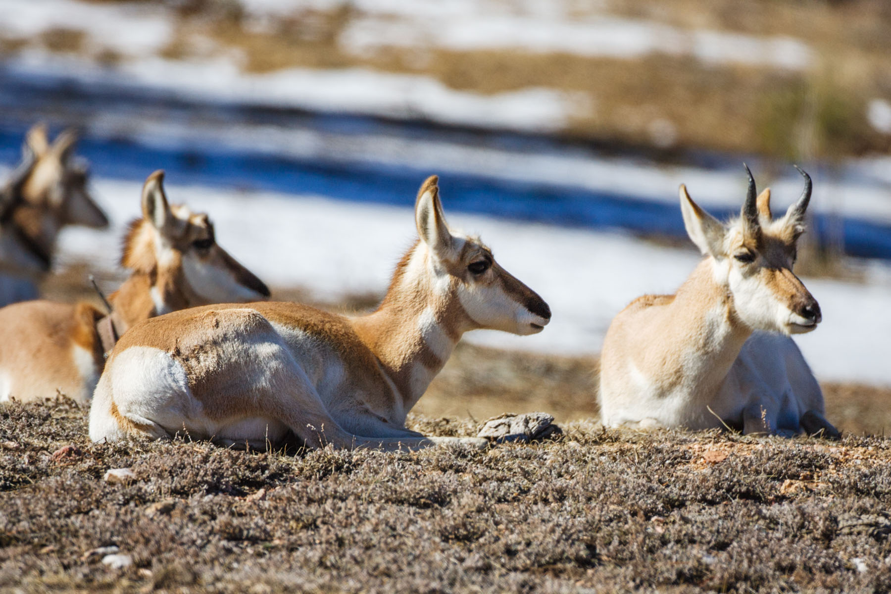 Pronghorn at rest, Custer State Park, South Dakota.  Click for next photo.