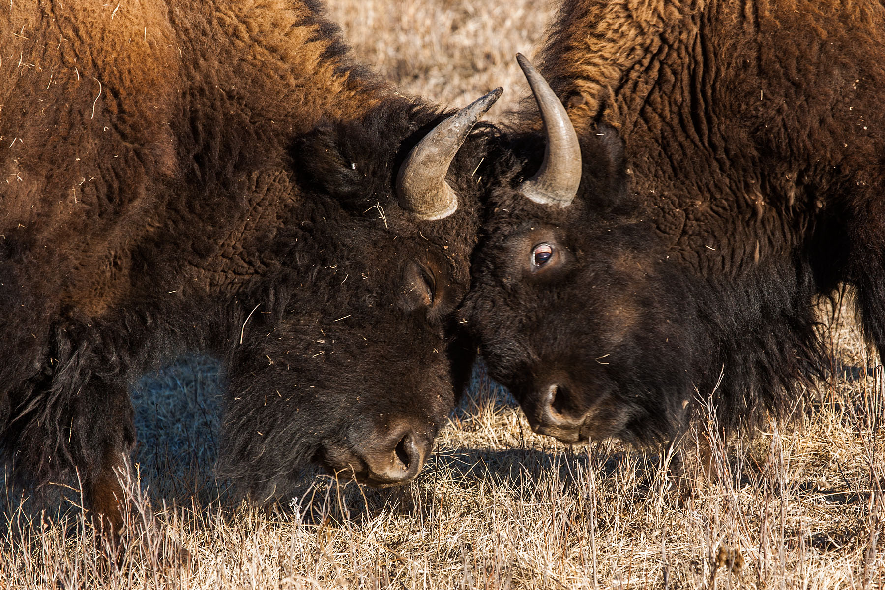 Bison jousting, Custer State Park.  Click for next photo.