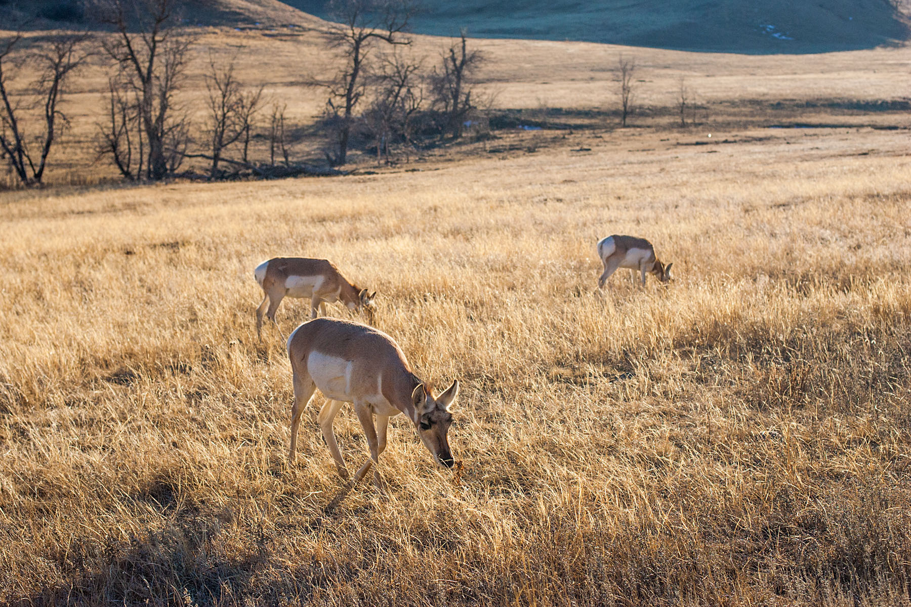 Pronghorn, Custer State Park, South Dakota.  Click for next photo.