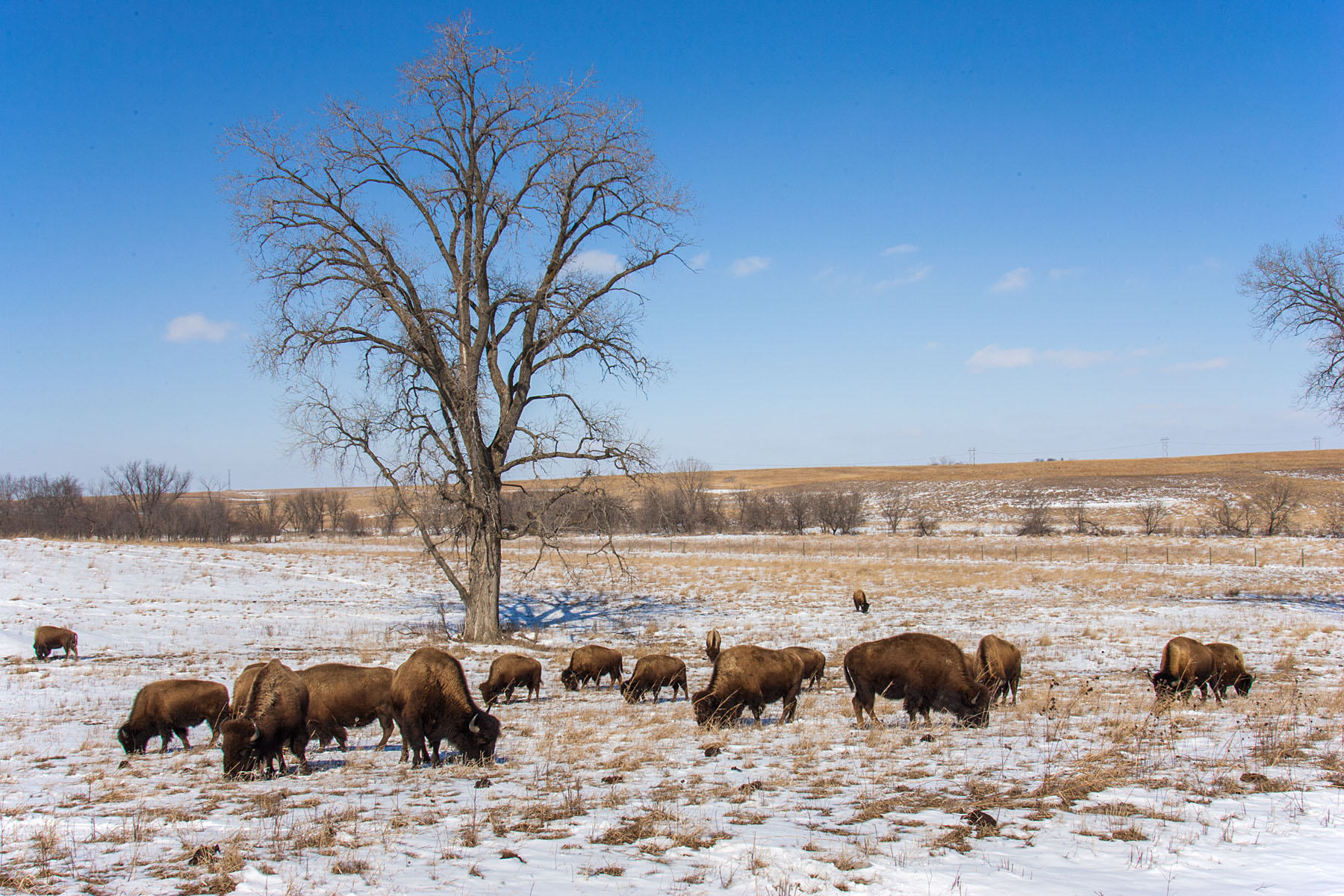 Bison, Neal Smith NWR near Des Moines.  Click for next photo.