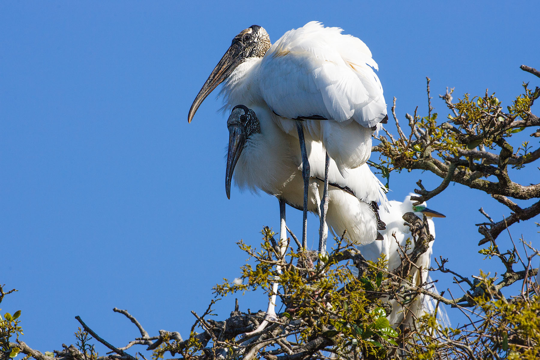 Nesting wood storks, St. Augustine, Florida.  Click for next photo.
