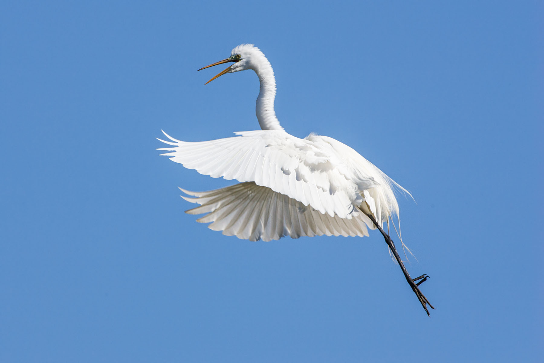 Egret coming in for a landing, St. Augustine, Florida.  Click for next photo.
