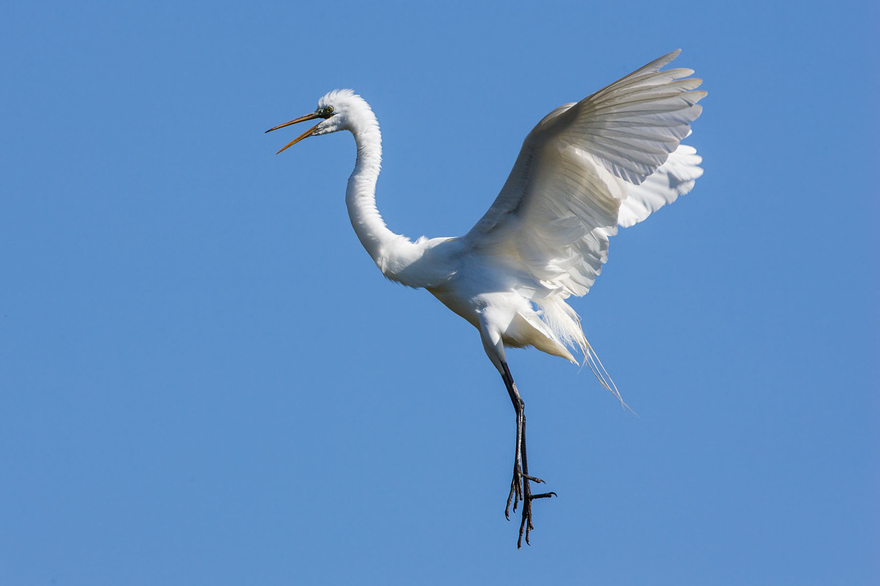 Egret coming in for a landing, St. Augustine, Florida.  Click for next photo.