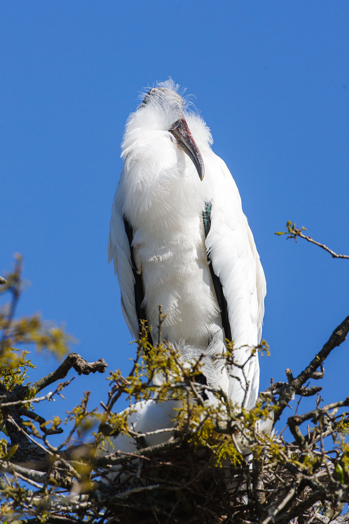 Wood stork having a bad hair day, St. Augustine, Florida.  Click for next photo.