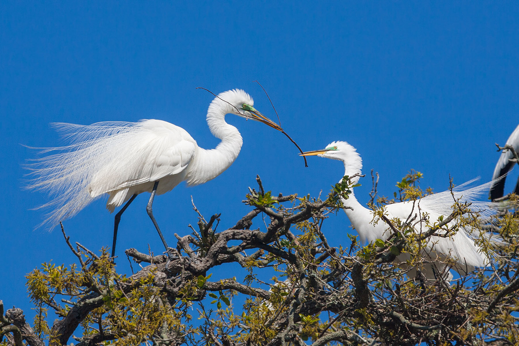 Egrets build a nest, St. Augustine, Florida.  Click for next photo.