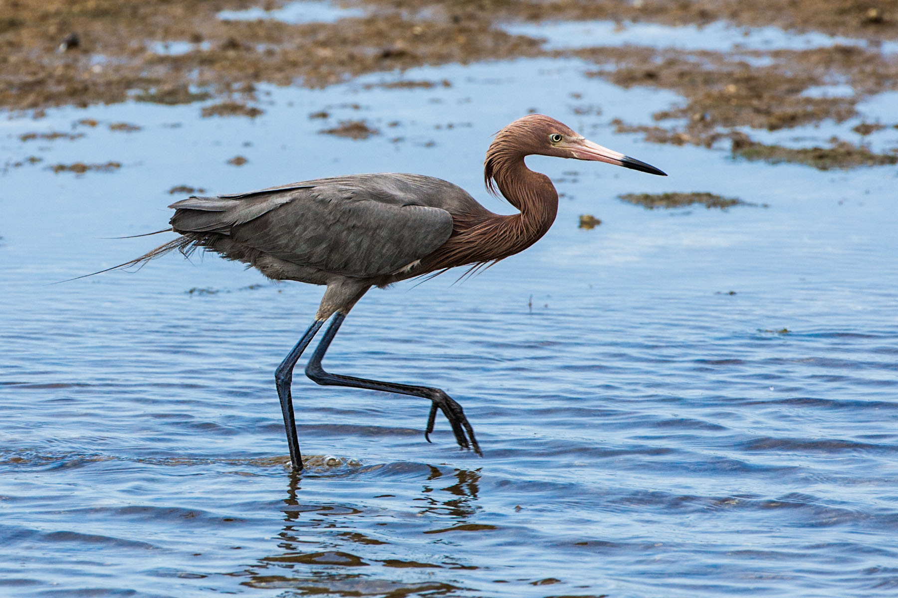 Reddish Egret, Merritt Island NWR, Florida.  Click for next photo.