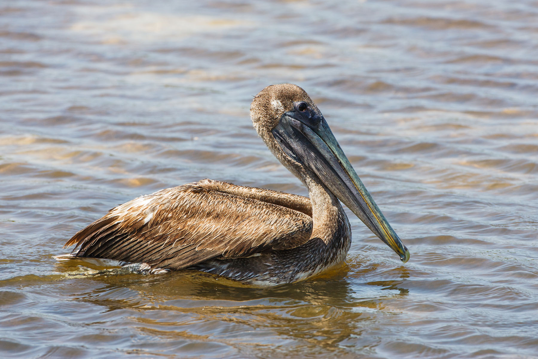 Brown Pelican, "Ding" Darling NWR, Sanibel Island, Florida.  Click for next photo.