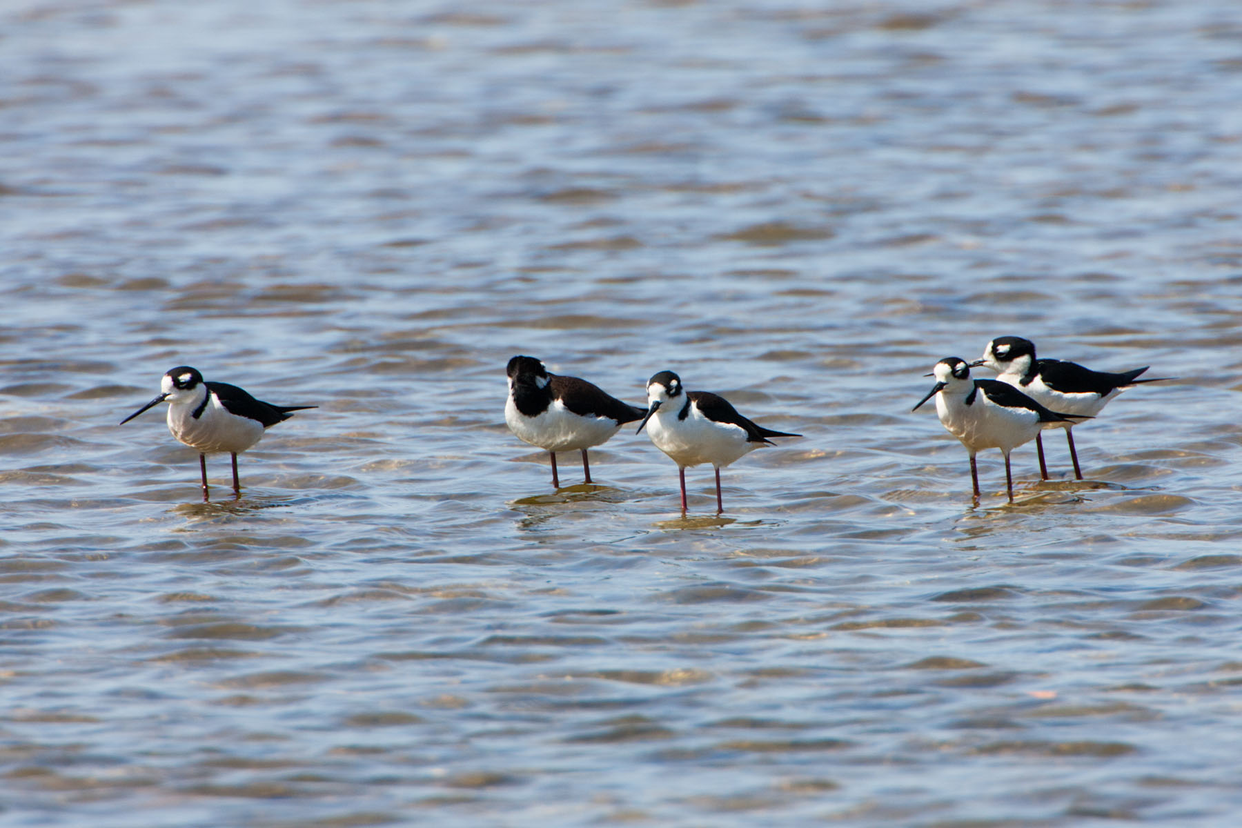 The birders at "Ding" Darling NWR freaked out when these Black-Necked Stilts showed up.  Apparently they are infrequent visitors to this area.  Sanibel Island, Florida.  Click for next photo.