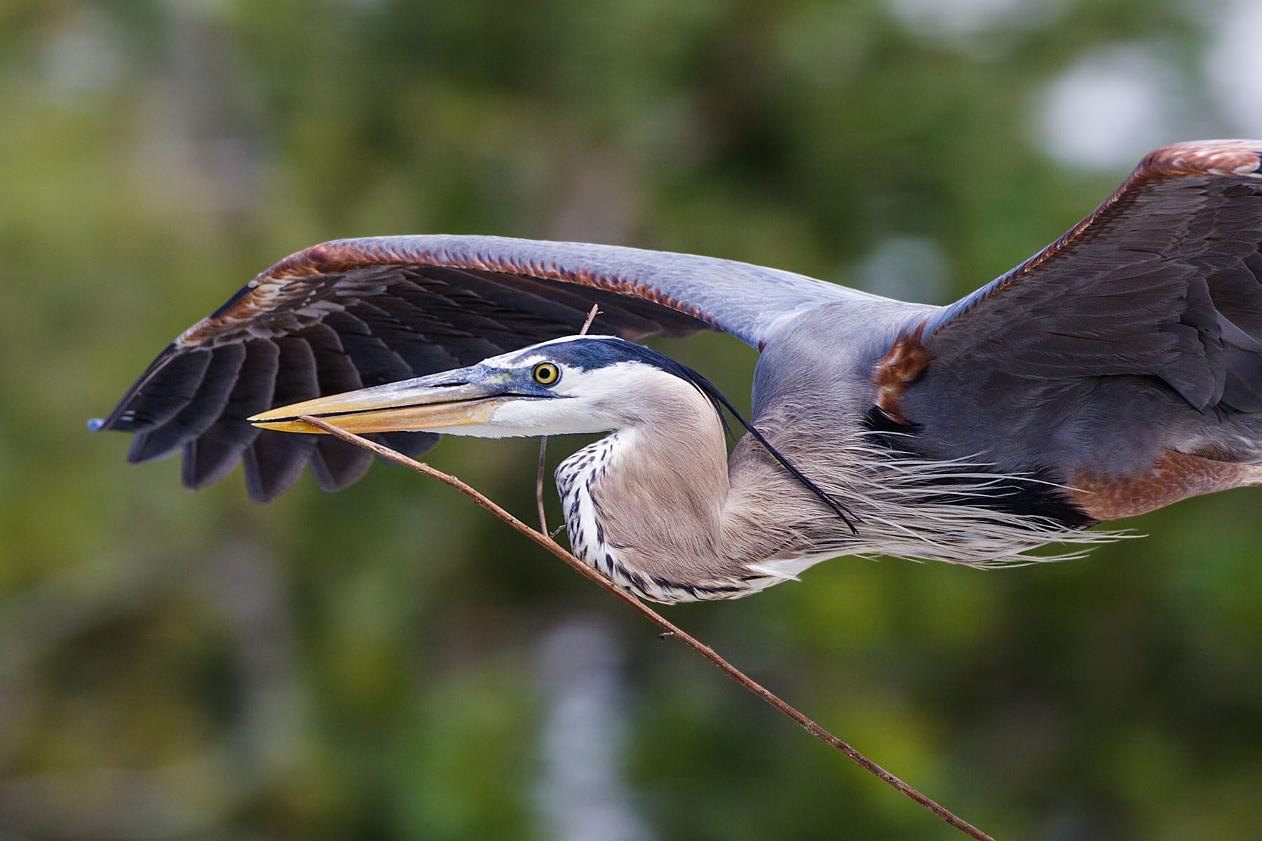 Blue Heron collecting sticks, Venice, Florida.
  Click for next photo.