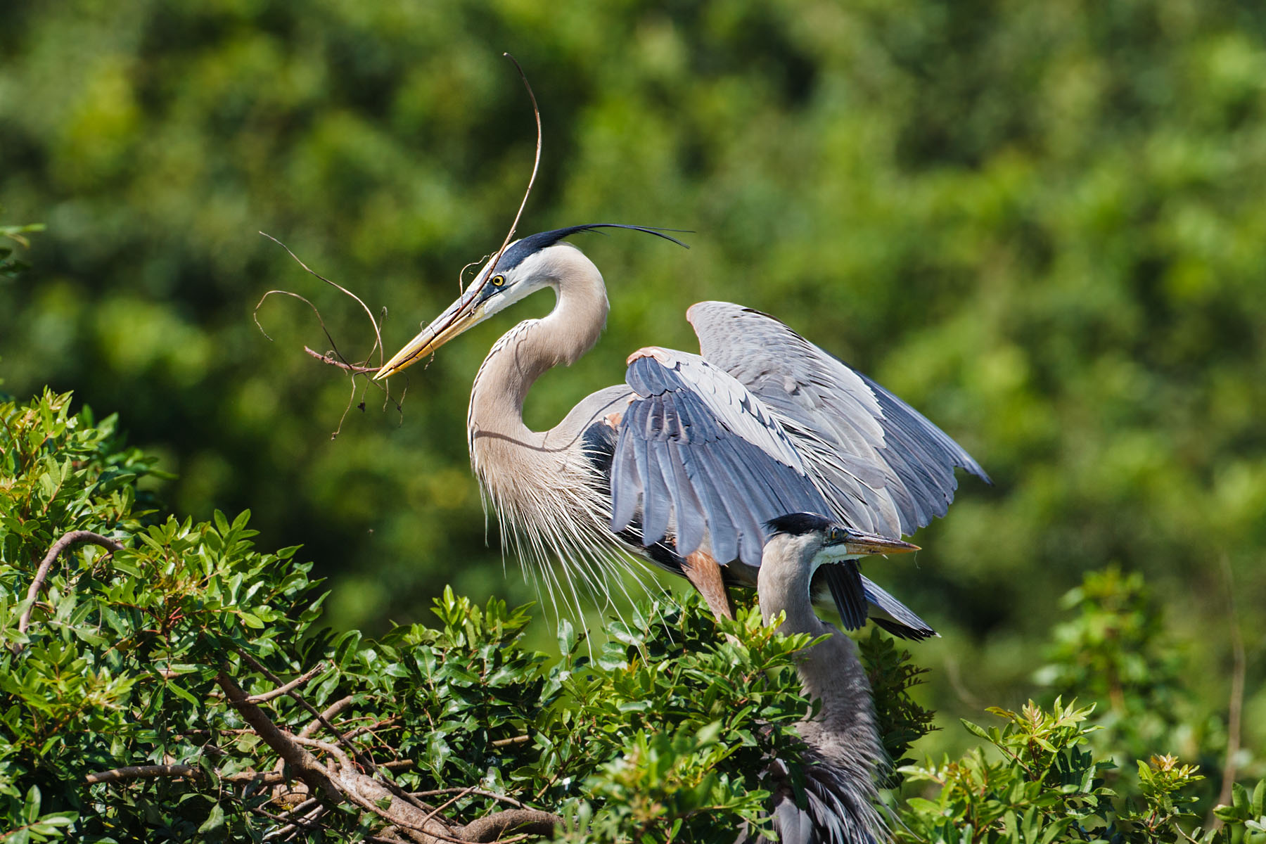 Blue Herons building a nest, Venice, Florida.

  Click for next photo.