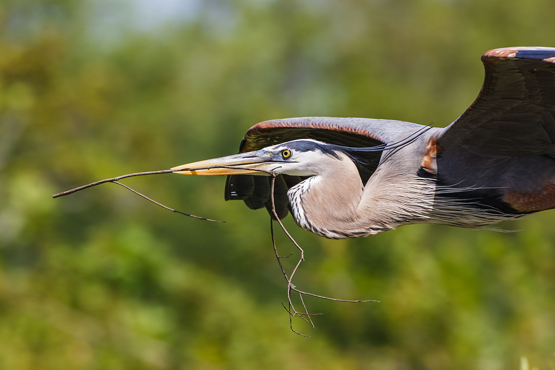 Blue Heron building a nest, Venice, Florida.  Click for next photo.