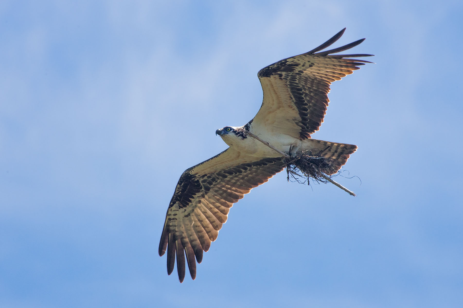 Osprey with material for patching nest after recent windstorms, Honeymoon Island State Park, Florida.  Click for next photo.