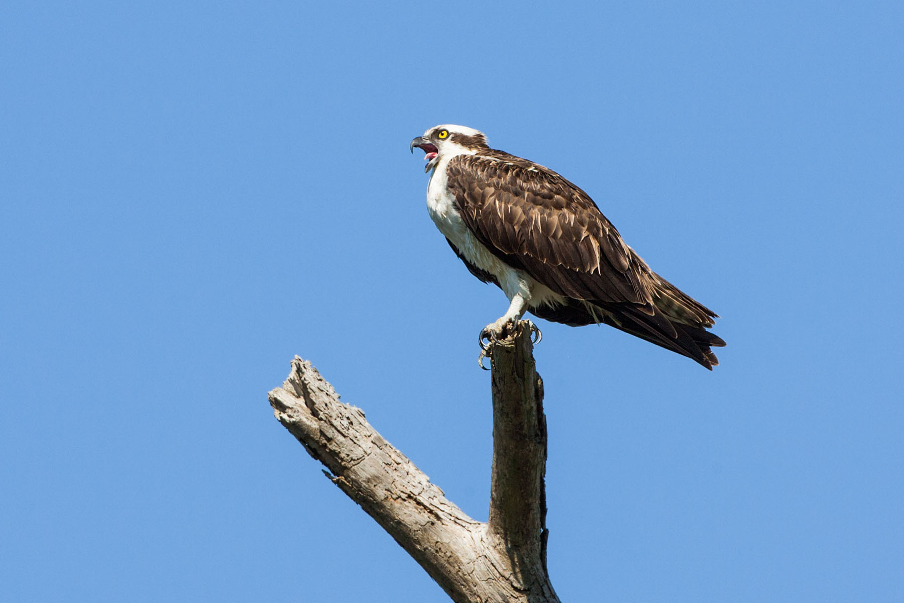 Osprey vocalizing.  Honeymoon Island State Park, Florida.  Click for next photo.