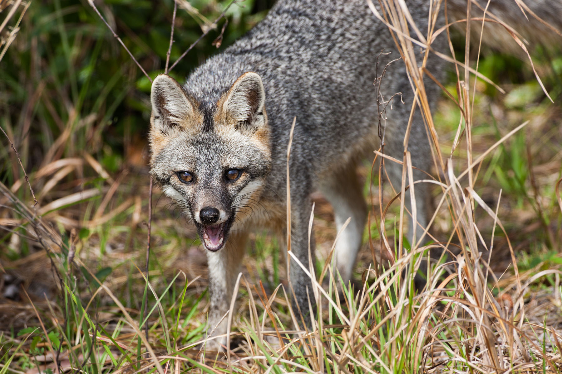 Fox, Lower Suwannee NWR, Florida.  Click for next photo.