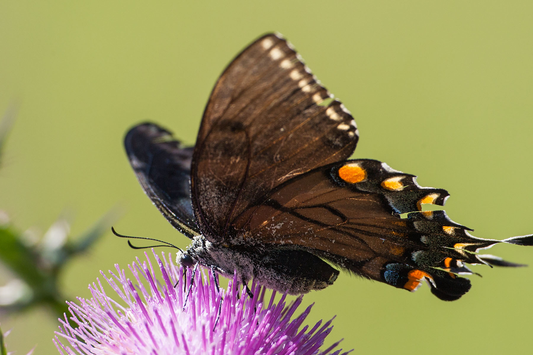 Butterfly covered with pollen, Lower Suwannee NWR, Florida.  Click for next photo.