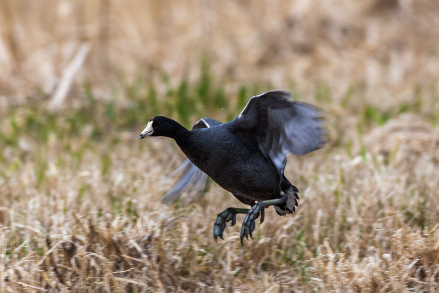 The coots were out of the water and foraging on the road, Squaw Creek NWR, Missouri.  Click for next photo.