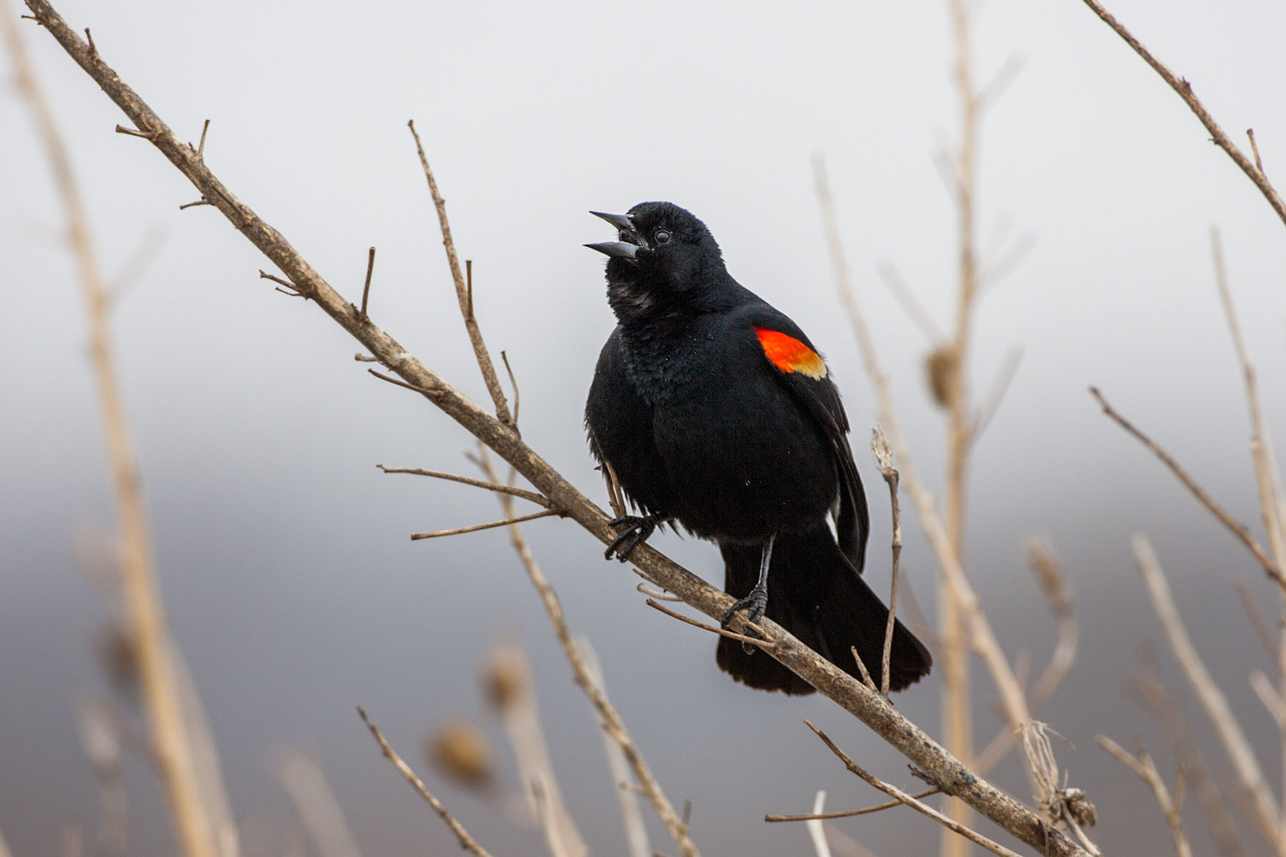 Blackbird, Squaw Creek NWR, Missouri.  Click for next photo.