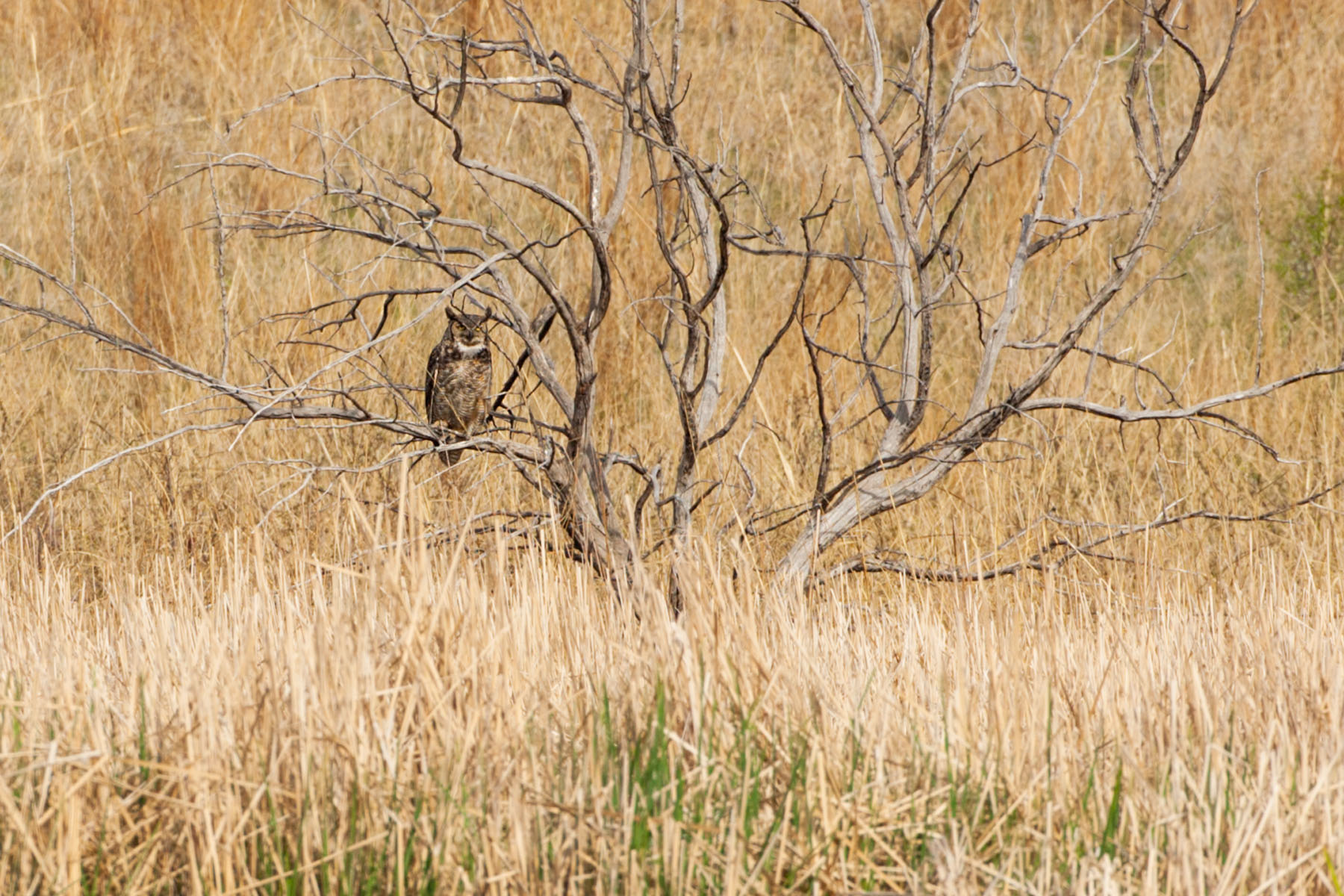 Great Horned Owl roosting, Quivira NWR, Kansas.  Click for next photo.