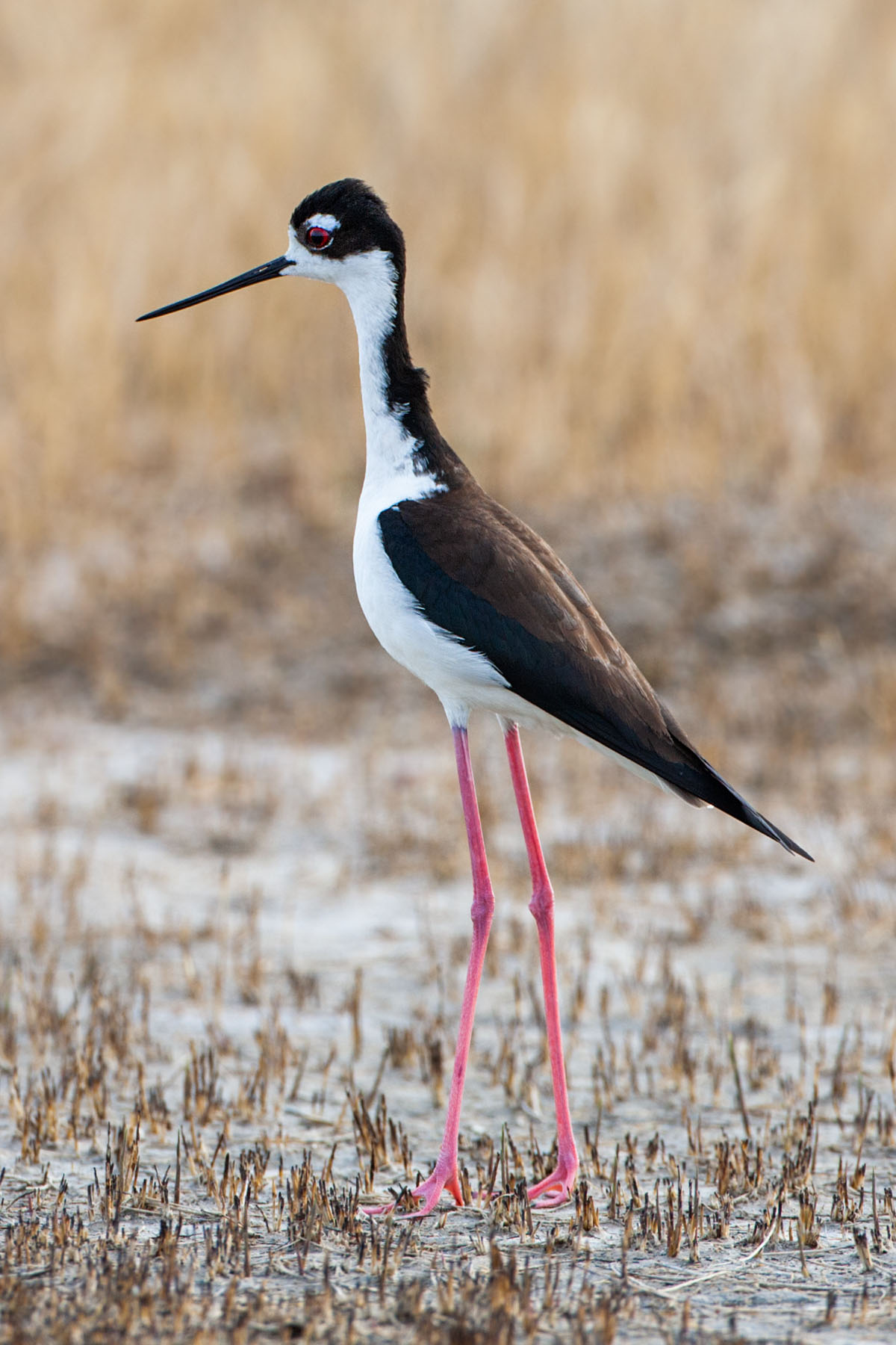 Black-necked Stilt, Quivira NWR, Kansas.  Click for next photo.