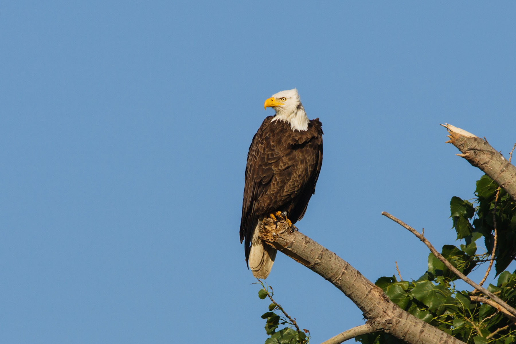 Eagle, Squaw Creek NWR, Missouri.  Click for next photo.