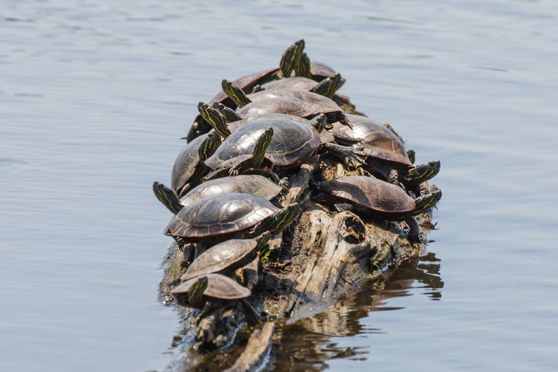 Turtles on a log, Squaw Creek NWR, Missouri.  Click for next photo.