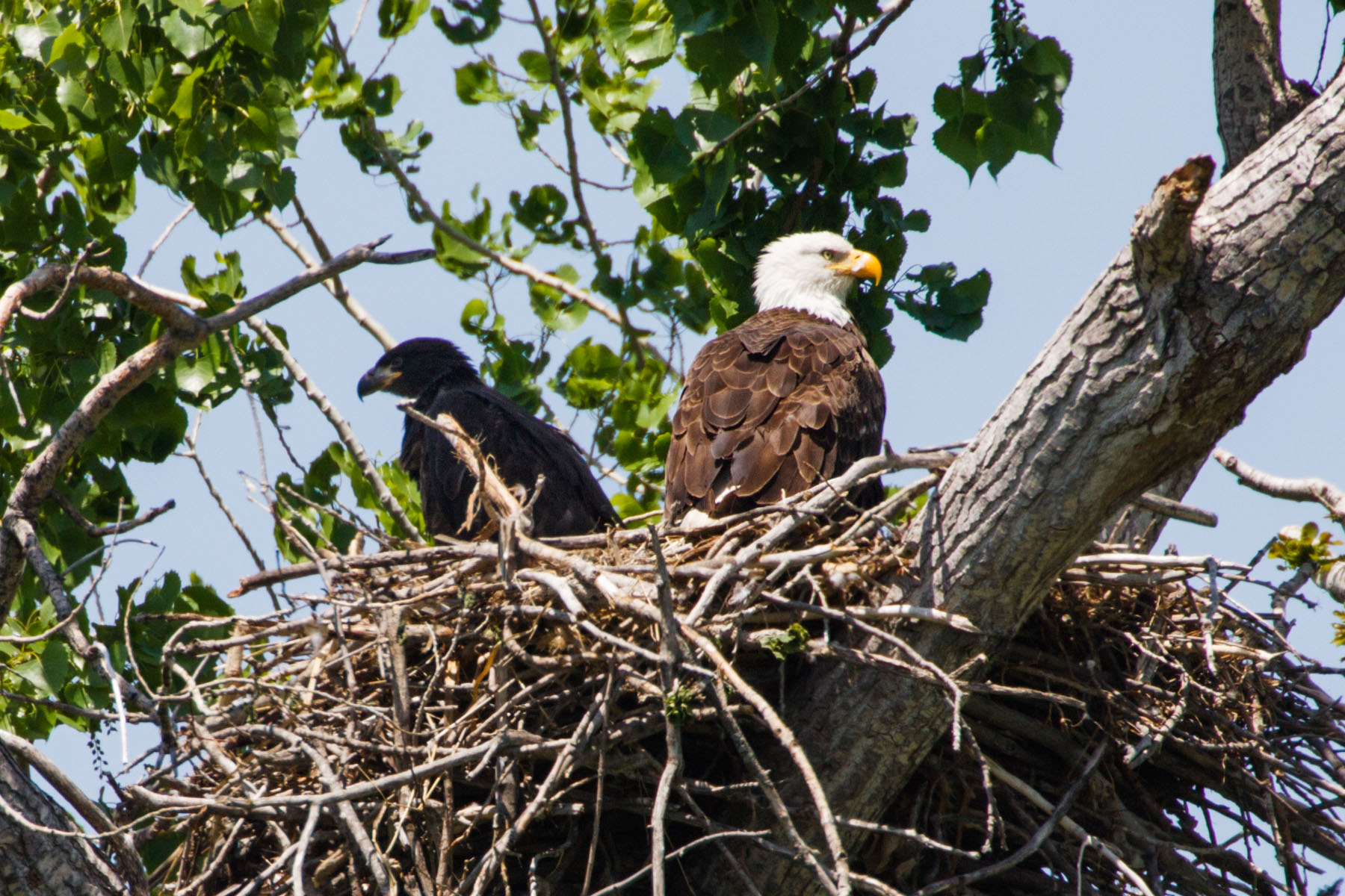 Eagles nest, Squaw Creek NWR, Missouri.  Click for next photo.