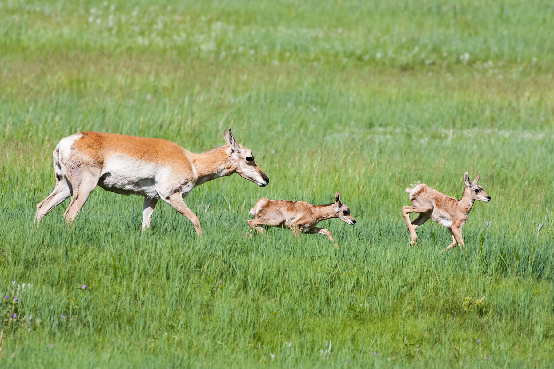 Pronghorn mother and fawns, Custer State Park, South Dakota.  Click for next photo.