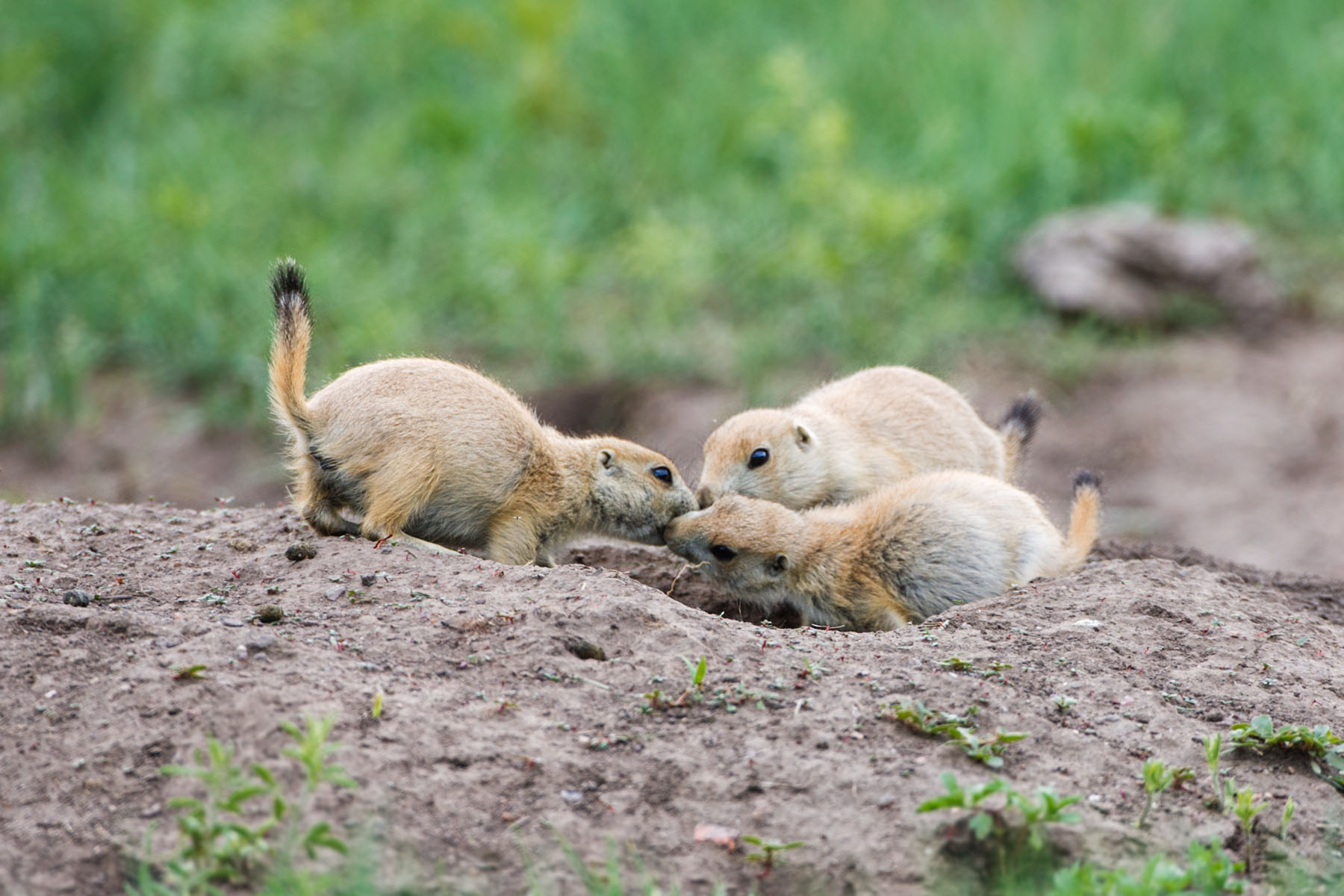 Prairie dogs being social, Wind Cave National Park, South Dakota.  Click for next photo.