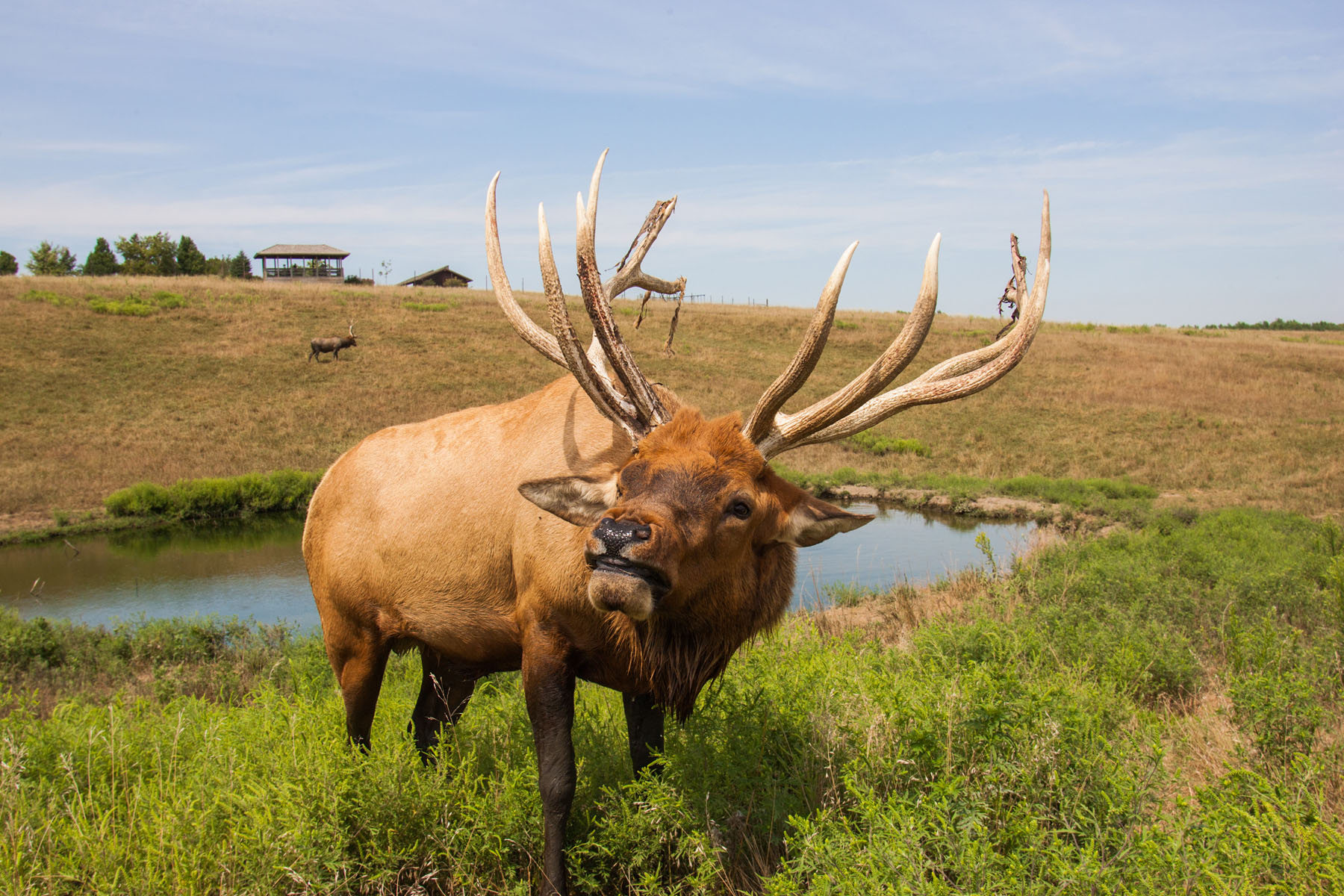 Elk, Simmons Wildlife Safari, Nebraska .  Click for next photo.