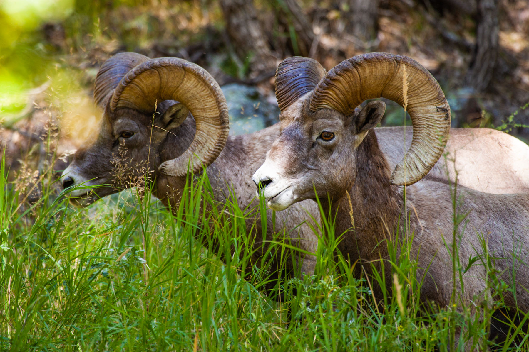 Rocky Mountain Bighorns, Custer State Park, SD.  Click for next photo.