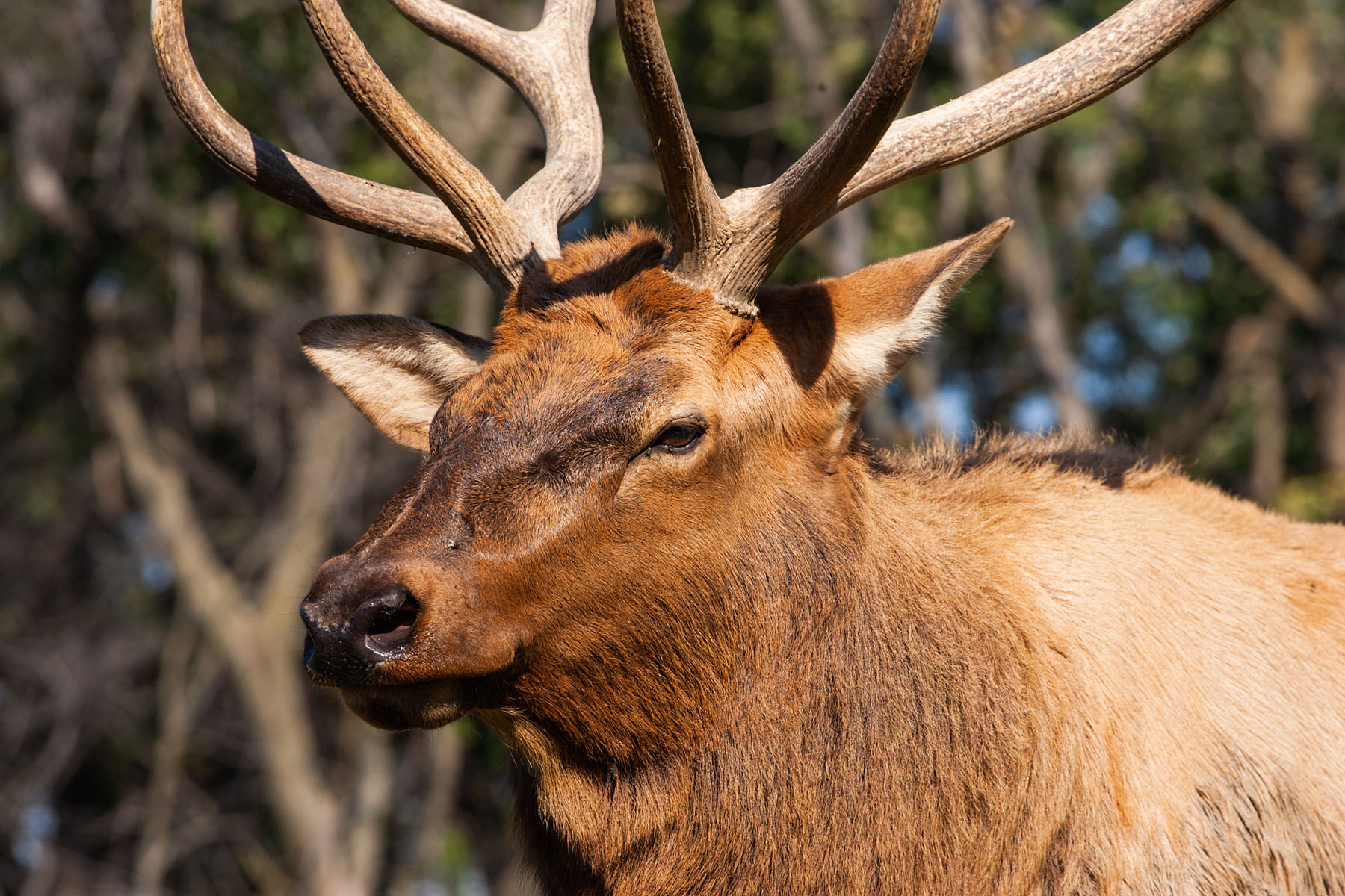 Elk sparring, Simmons Wildlife Safari, Nebraska.  Click for next photo.