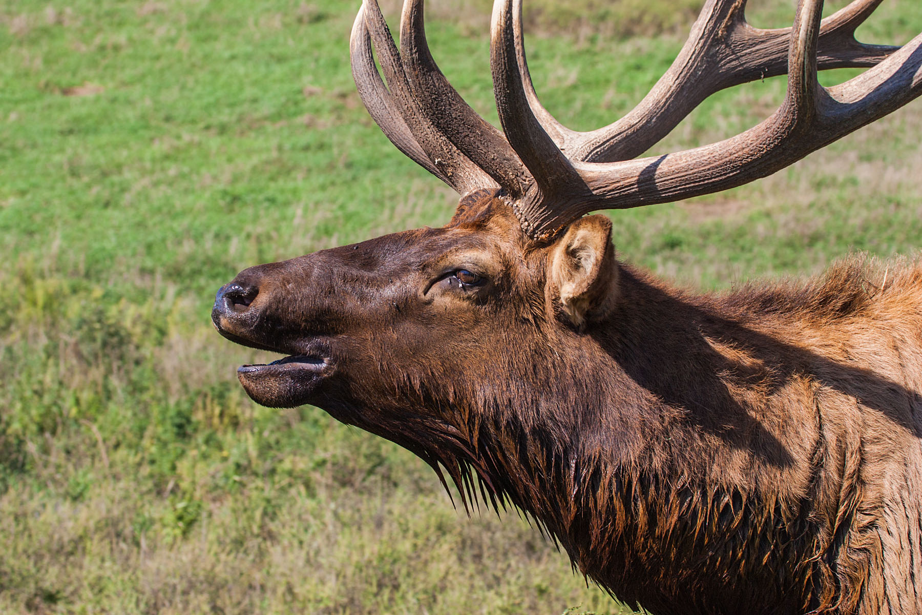 Elk bugling, Simmons Wildlife Safari, Nebraska.  Click for next photo.