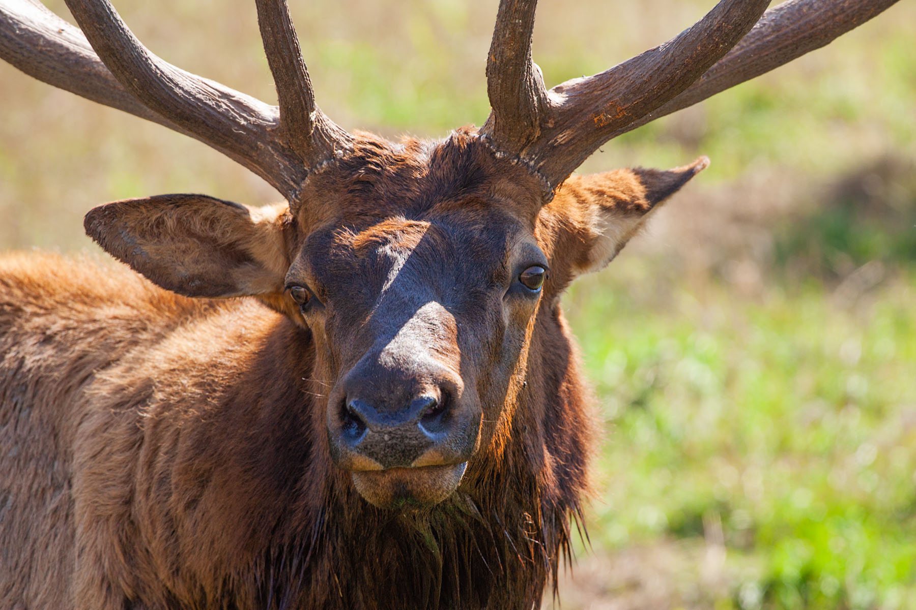Elk, Simmons Wildlife Safari, Nebraska.  Click for next photo.