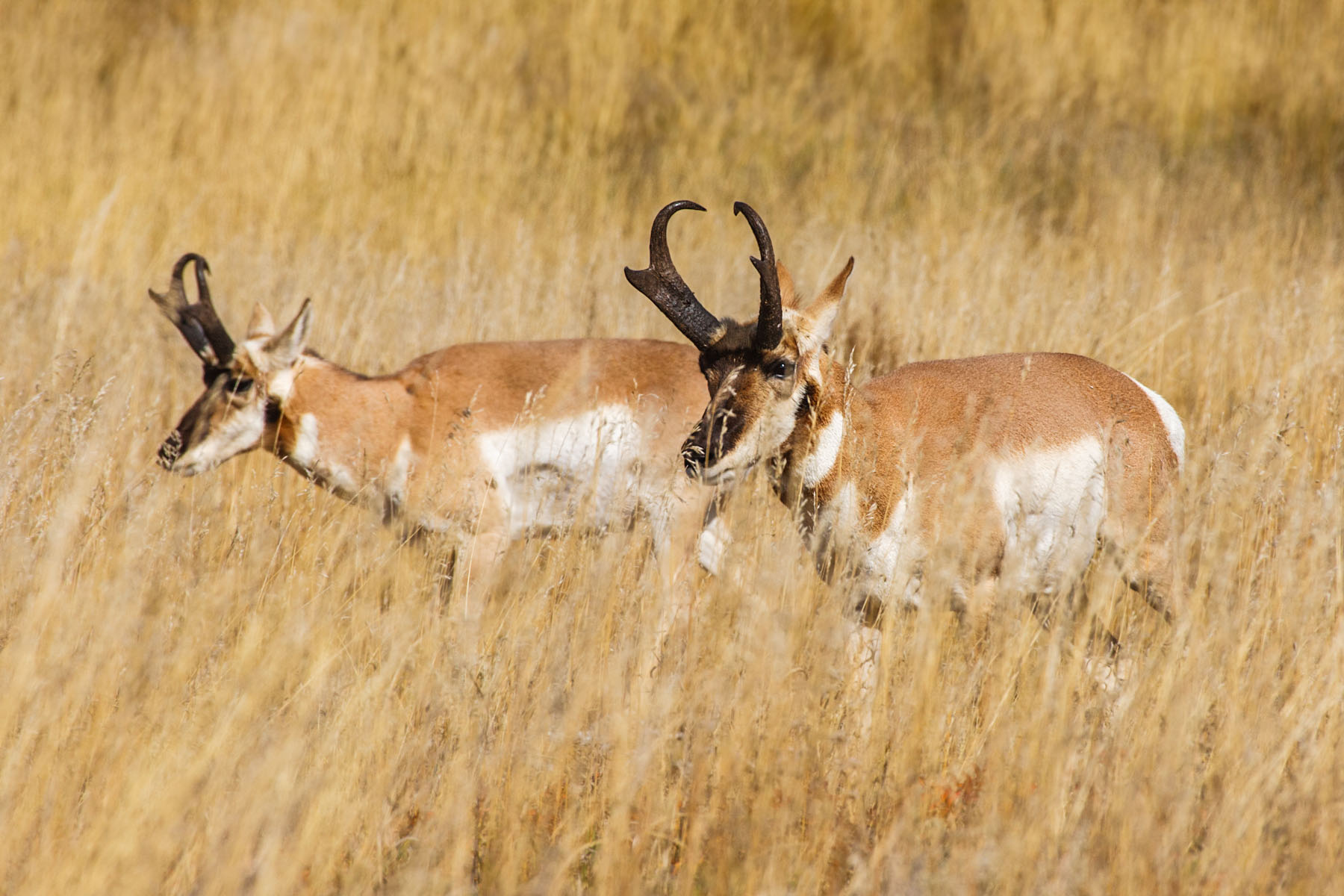 Pronghorns, Custer State Park, SD.  Click for next photo.