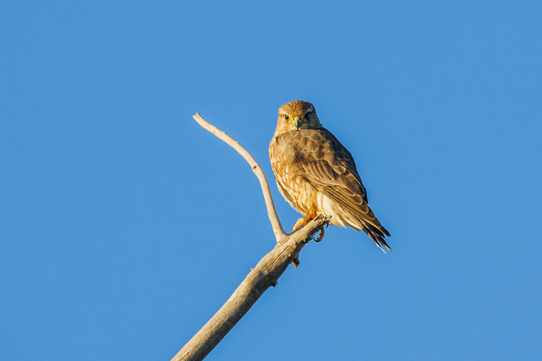 Some sort of small raptor, perhaps a falcon, Bosque del Apache NWR, NM.  Click for next photo.