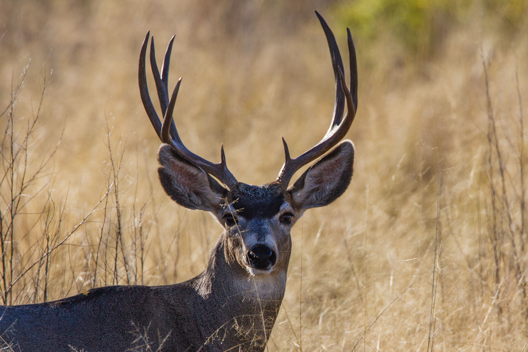 Mule deer buck, Bosque del Apache NWR, NM.  Click for next photo.