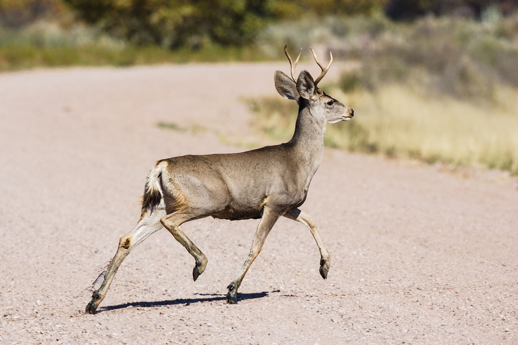One of a group of four mule deer bucks, Bosque del Apache NWR, NM.  Click for next photo.