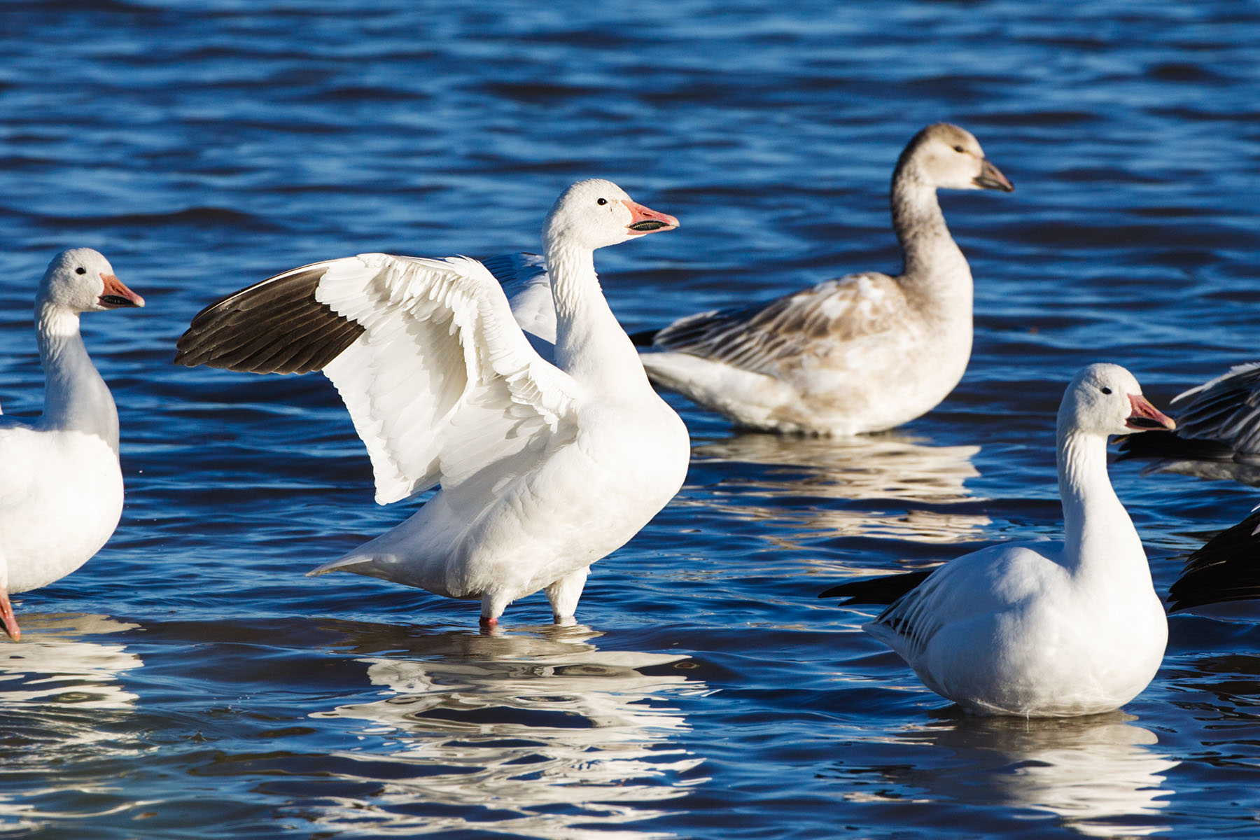 Snow geese, Bosque del Apache NWR, NM.  Click for next photo.