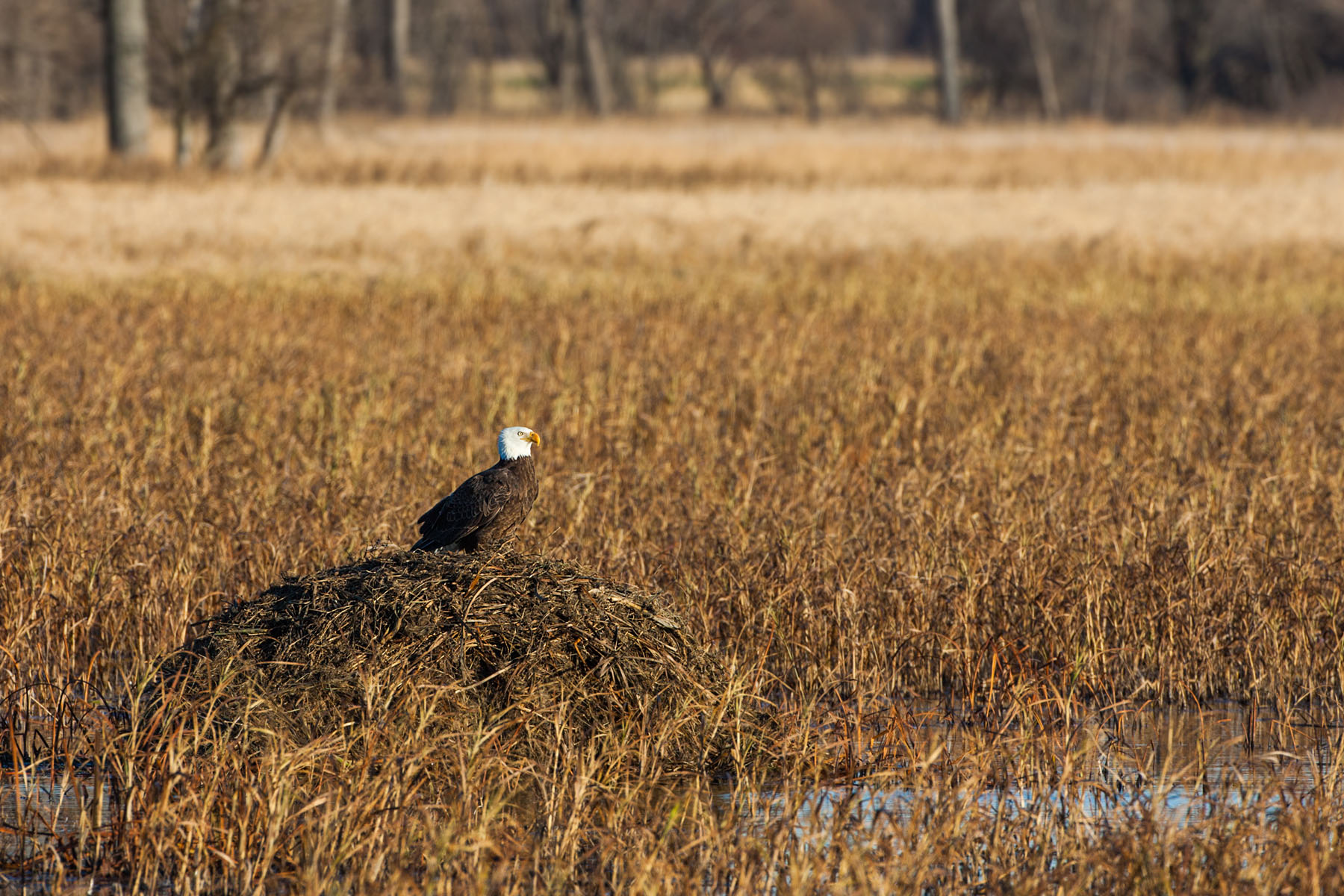 Bald eagle on a muskrat hut, Squaw Creek NWR, MO.  Click for next photo.