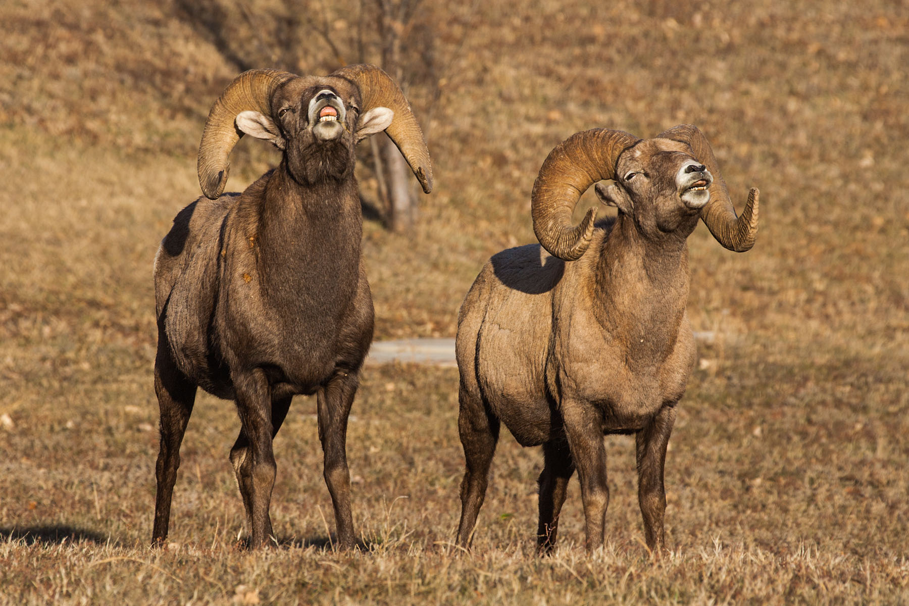Rocky Mountain Bighorns rams showing mating behavior, Cleghorn State Fish Hatchery, SD.  Click for next photo.