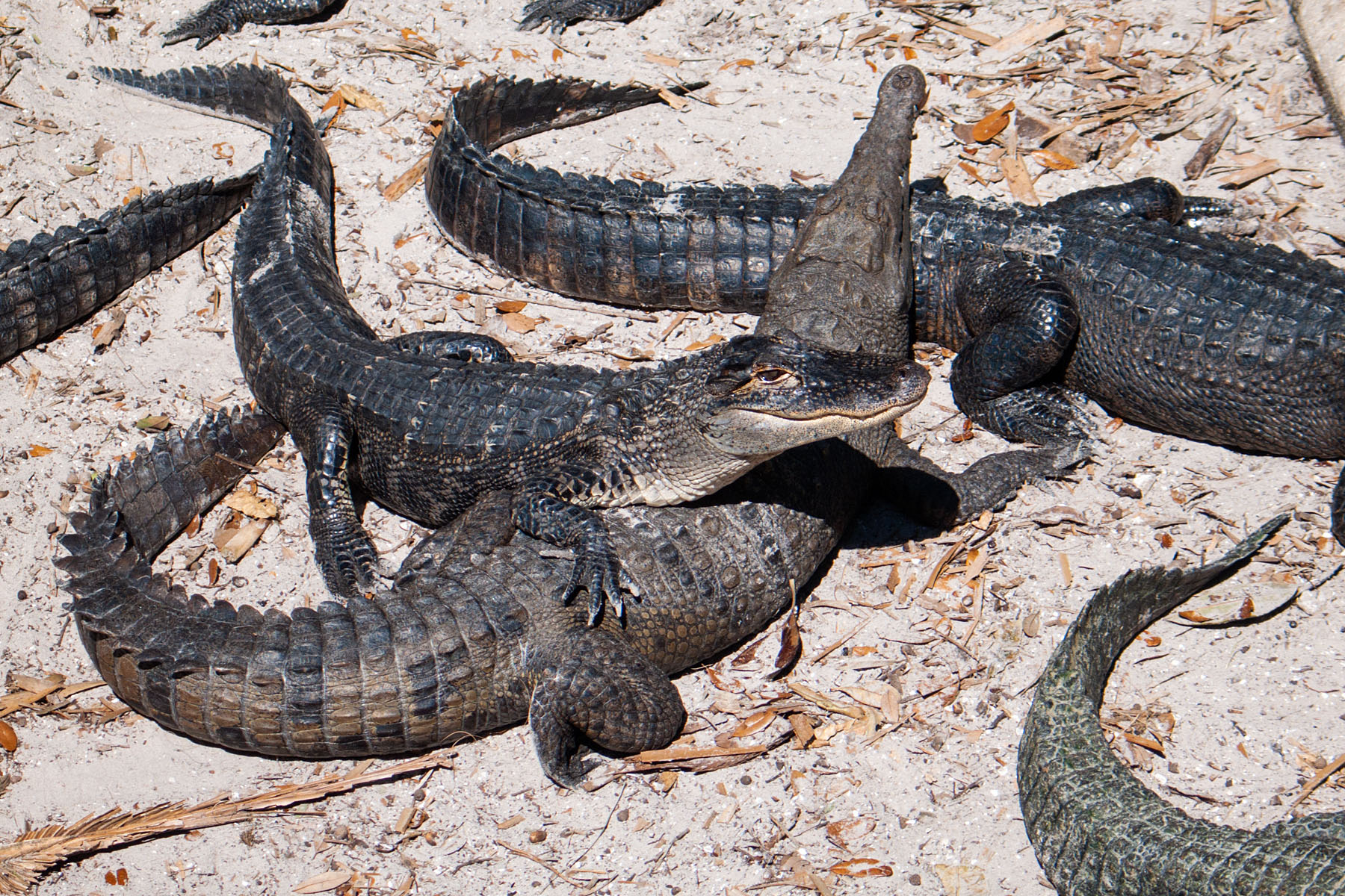 Gators, St. Augustine Alligator Farm, Florida.  Click for next photo.