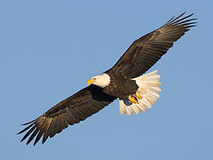 South Dakota Eagle.