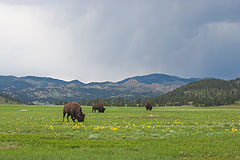 Bison grazing