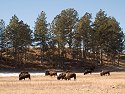 Bison, Custer State Park, South Dakota, February 2008.