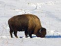 Bison, Neal Smith NWR, Iowa, January 2008.