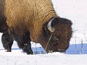 Bison, Neal Smith NWR, Iowa, January 2008.